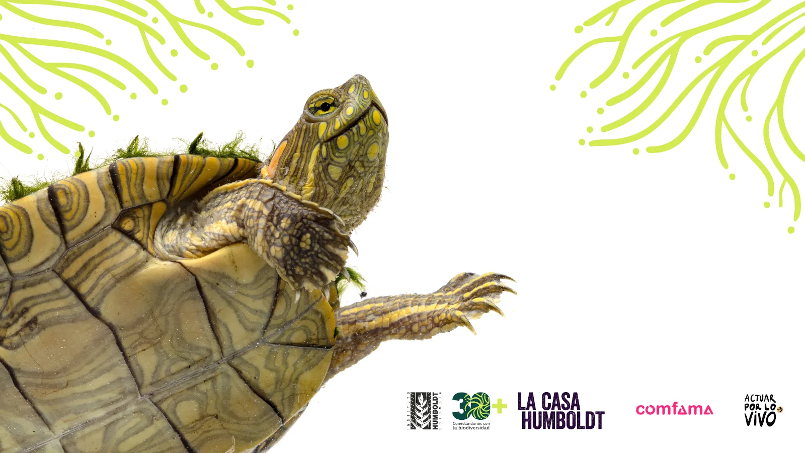 Lanzamiento Biofilia